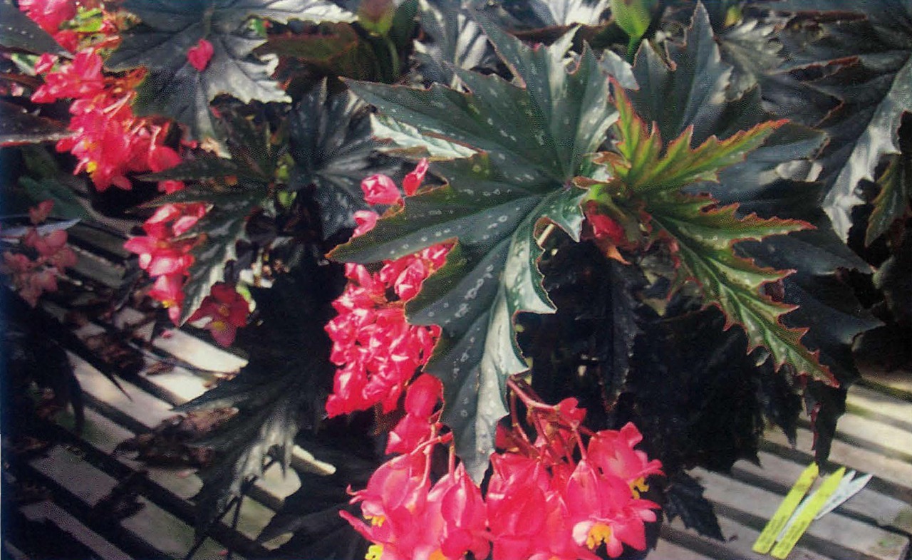 B. ‘Andromeda’